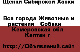 Щенки Сибирской Хаски - Все города Животные и растения » Собаки   . Кемеровская обл.,Калтан г.